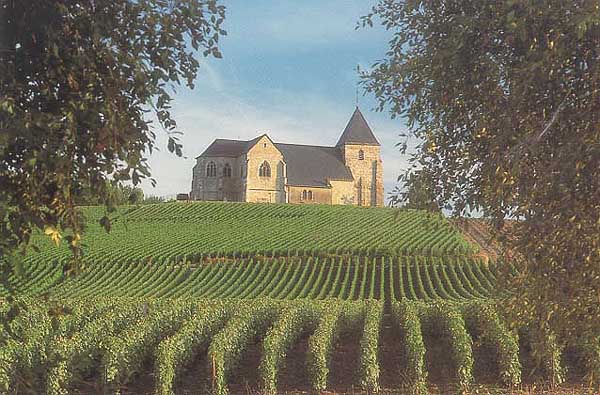 Vineyard