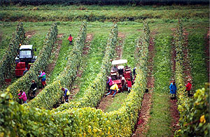 Vendanges